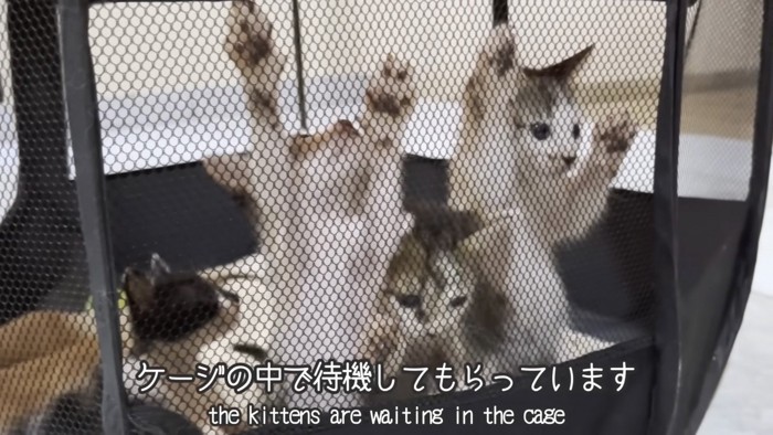 出たがる猫