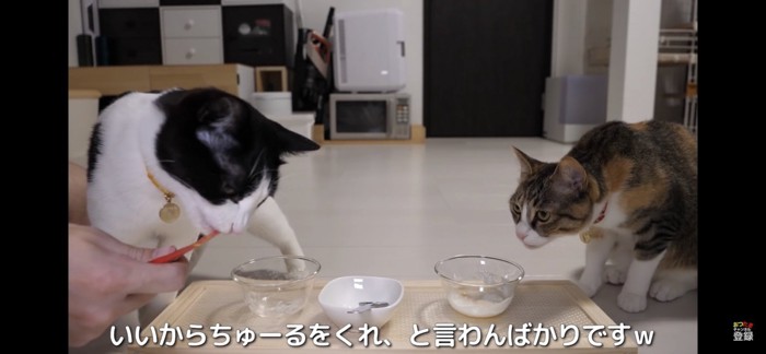 ちゅーるを食べる猫