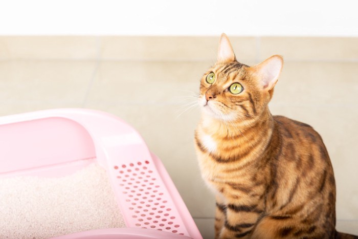 トイレの外で見上げる猫