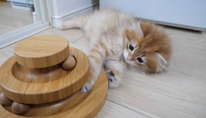 あそんでいる猫