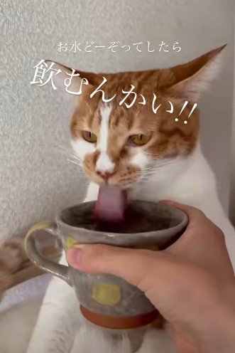 水を飲む猫