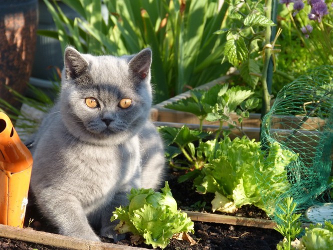 葉っぱと猫