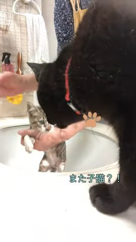 お風呂中の子猫に近付く猫