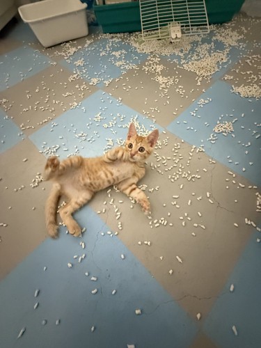 子猫がスライディングしてきた瞬間