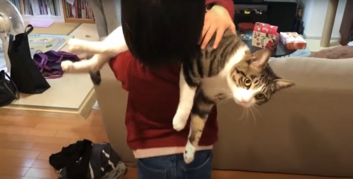 子供に担がれている猫