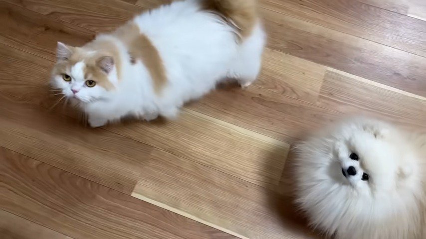 見上げる猫と犬