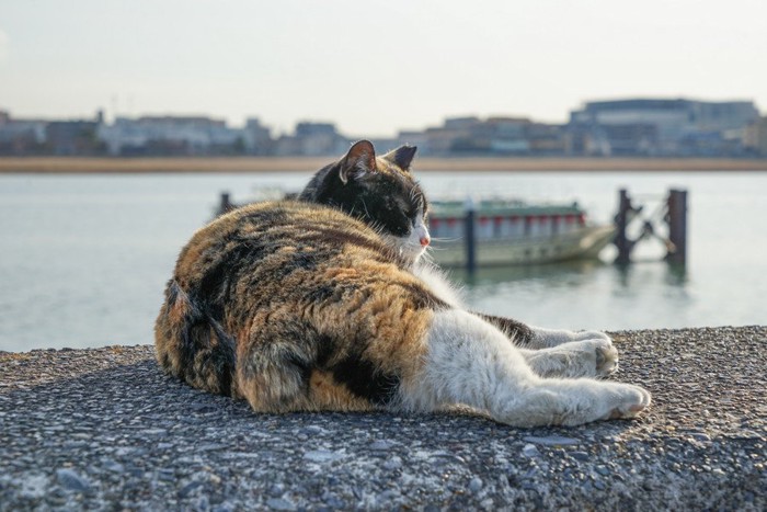 港で休む三毛猫