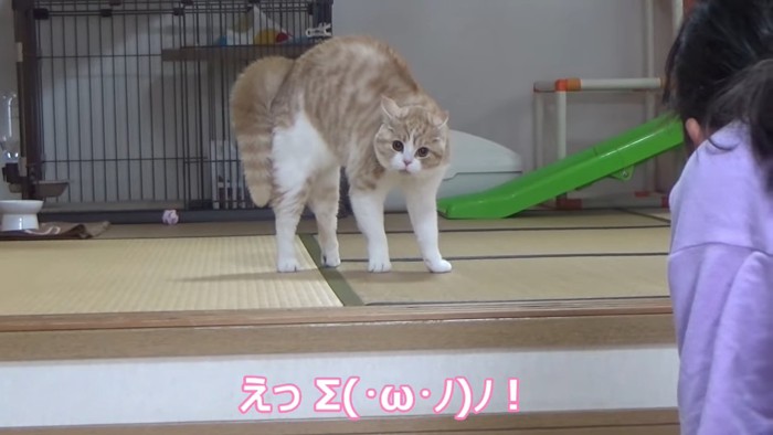 猫と向かい合う人