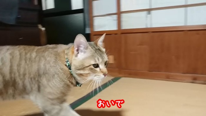 飼い主に近づく猫