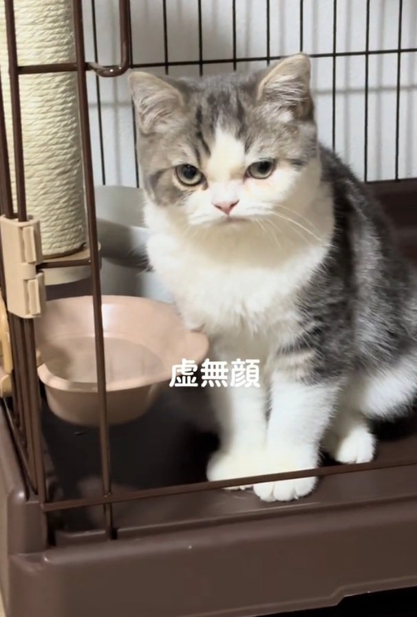 飼い主さんを見つめるぐるくん