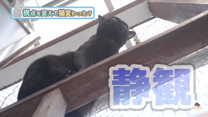 静観する黒猫