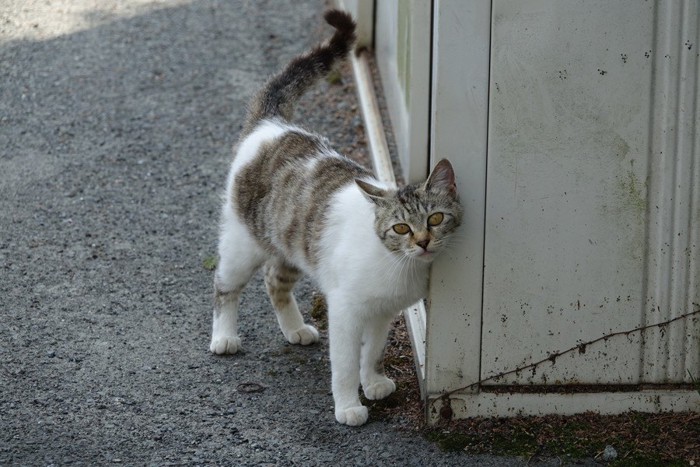 壁にすりすりする猫