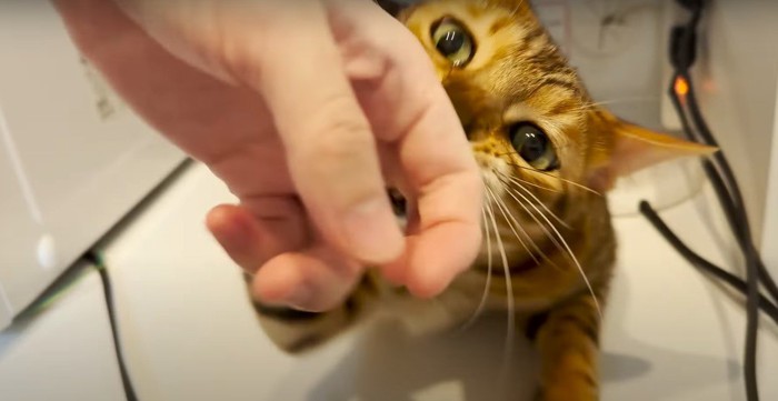 飼い主の手に噛みつく猫