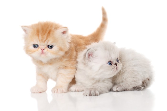 寄り添いあっている2頭のペルシャの子猫