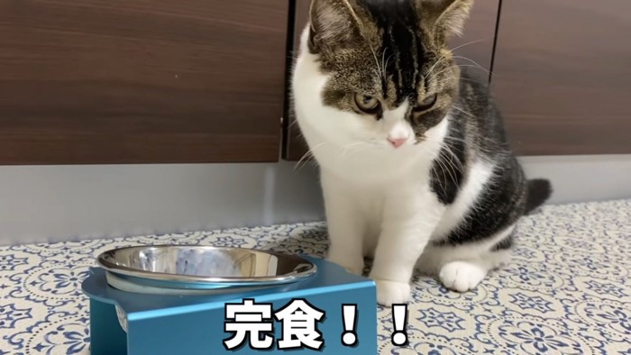 お皿の前に座る猫