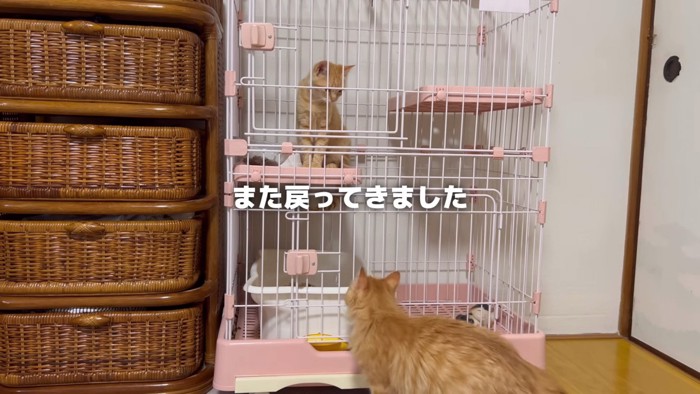 ケージを見る猫の後ろ姿