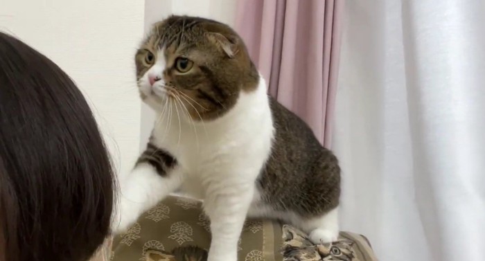 人の頭に触ろうとしている猫