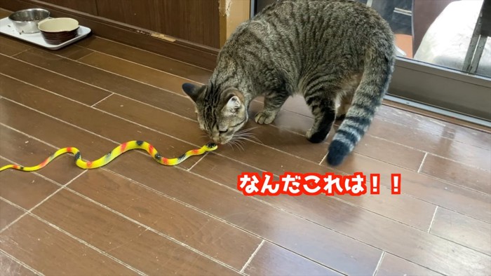 オモチャのヘビに近づく猫