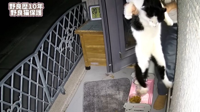ママの家の前でママに保護される白黒猫