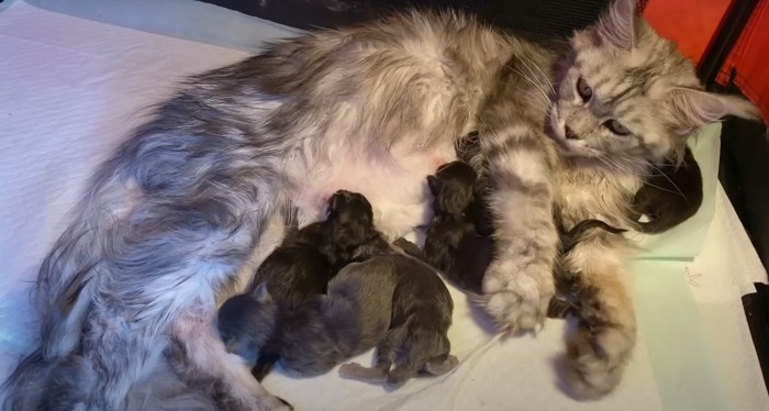 ミルクを飲む子猫たち