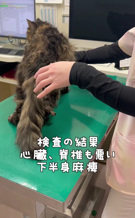 診察を受けている犬くん