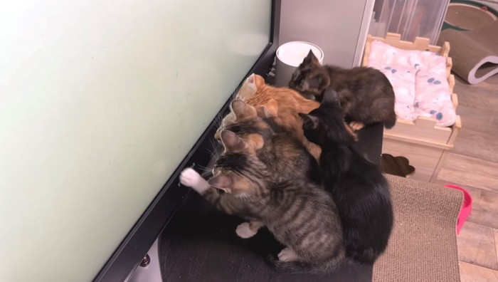 画面に手を伸ばす子猫