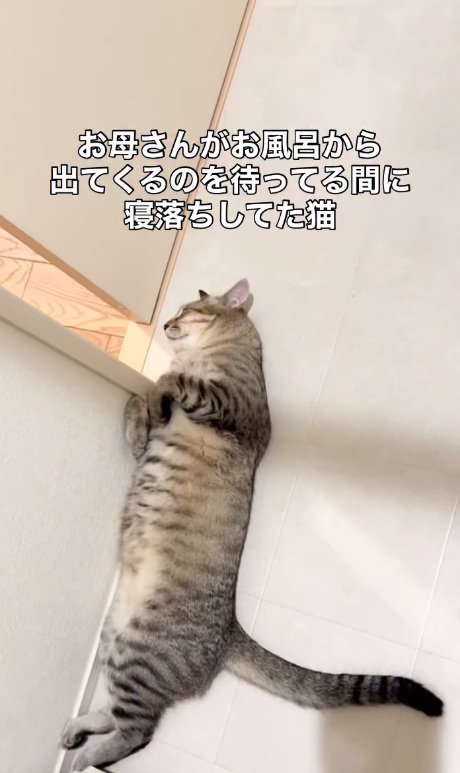 寝落ちする猫