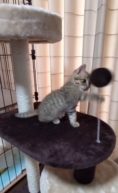 猫パンチをはずすキジトラの子猫
