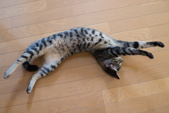 仰向けになって手足を伸ばす猫