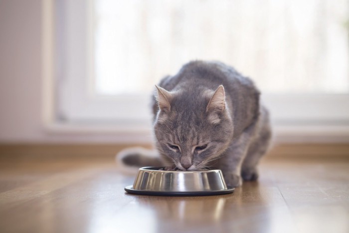 餌を食べているグレー猫