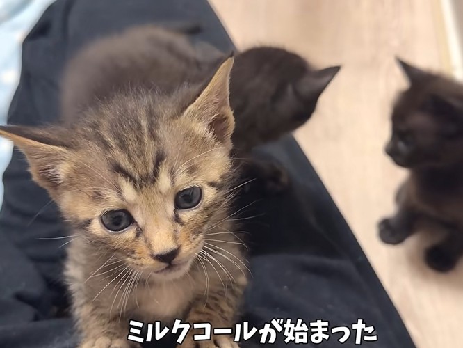 足の上にのるキジトラ猫(ミルクコールが始まった)