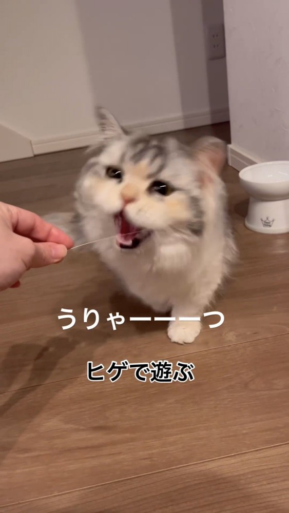 ヒゲに噛みつく猫