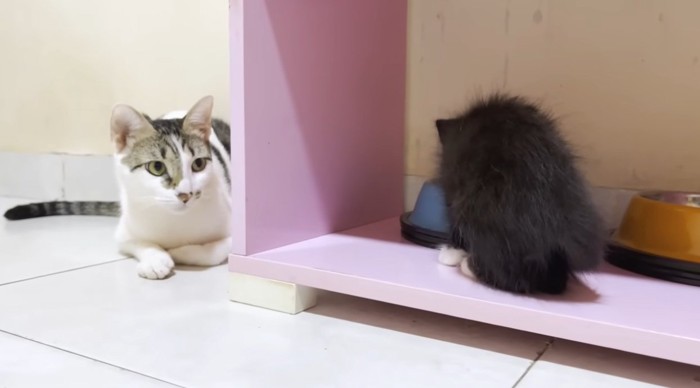 子猫を見ている猫