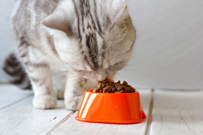 キャットフードを食べる猫