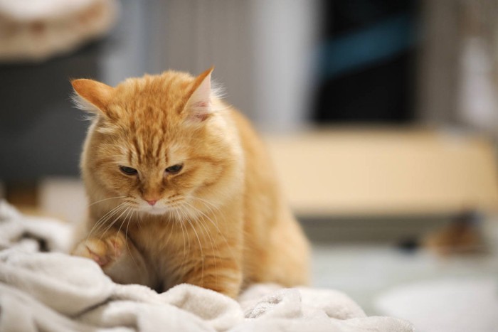 毛布をこねる猫