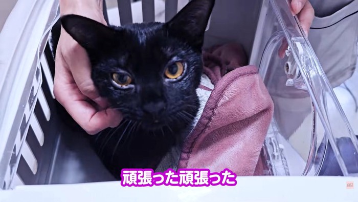 テロップ「頑張った頑張った」