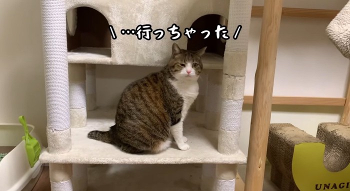 キャットタワーの上の猫