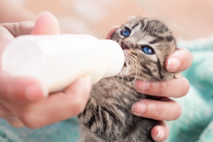 哺乳される赤ちゃん猫