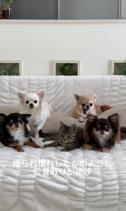 ソファに座る犬と猫