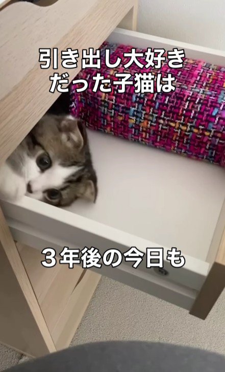 引き出しに入る猫