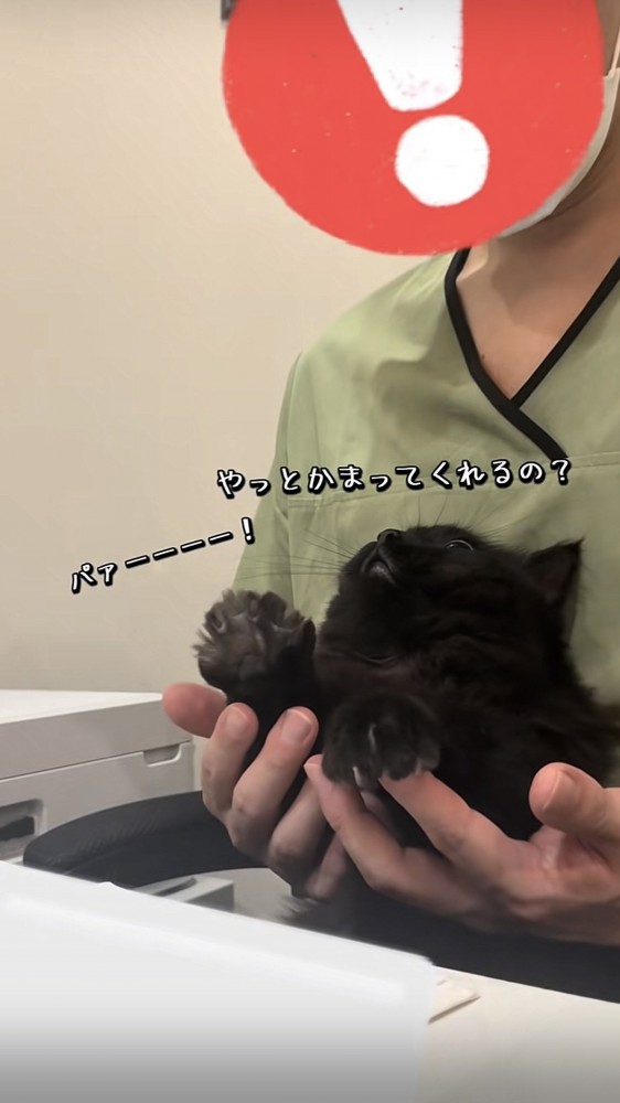 飼い主にかまってもらうミックス猫