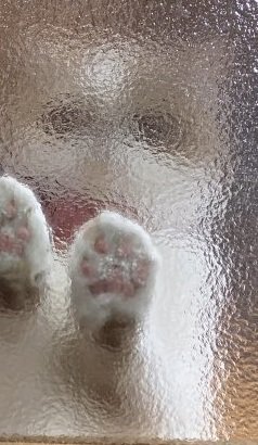 すりガラスの向こうにいる猫