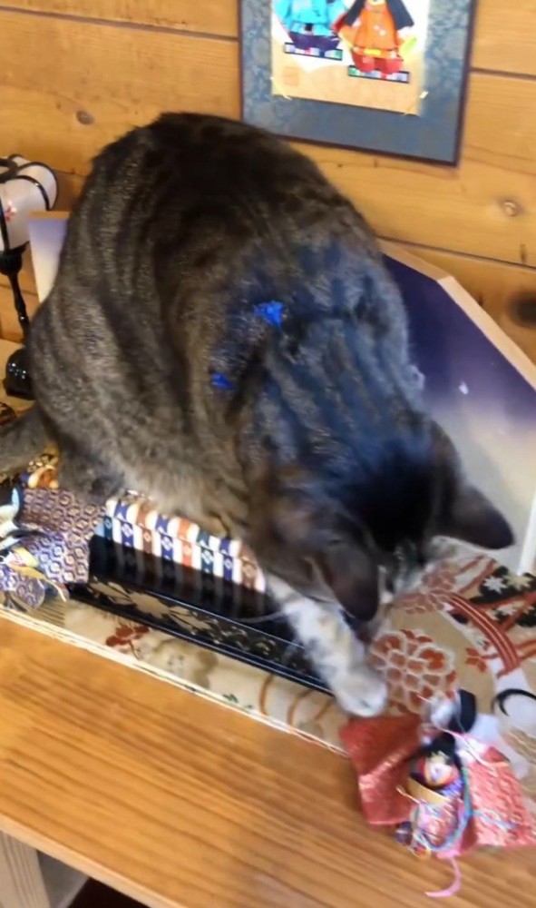 お雛様にパンチする猫