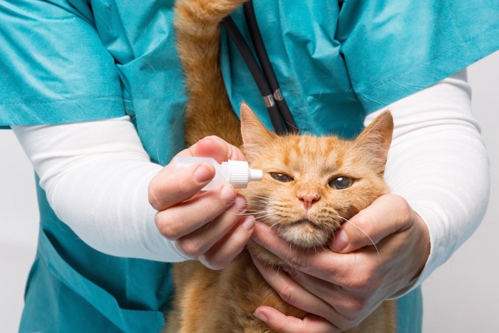 獣医師に目薬をさされる茶トラ猫