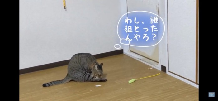 まるまる猫