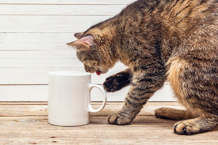 マグカップと猫