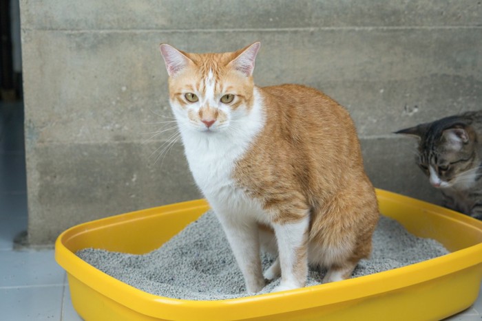 トイレに入る猫