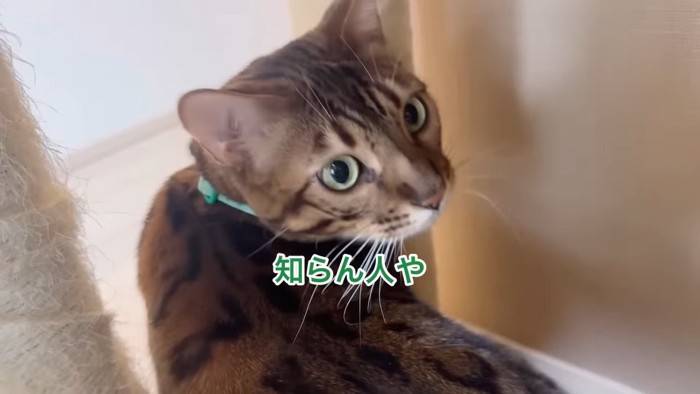 後ろを見る猫