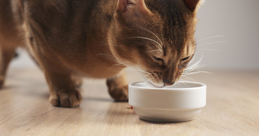 餌を食べる猫