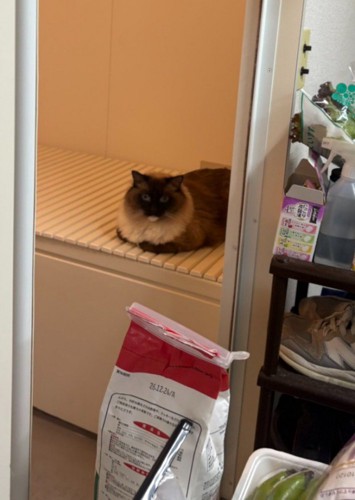 浴槽の蓋の上に座り込む猫